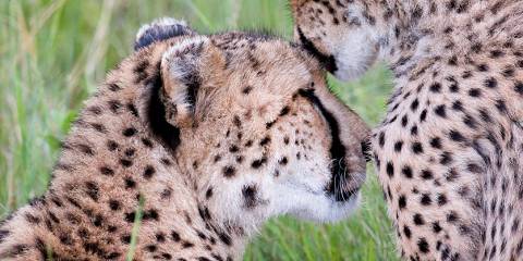 3-Day Moremi Game Reserve Safari Tour