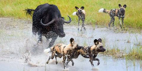 5-Day Moremi Hippo Tented Safari