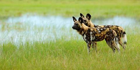 5-Day Value for Money Botswana Safari