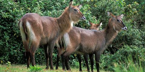 7-Day Of Samburu/Aberdares/L Nakuru/Masai Mara