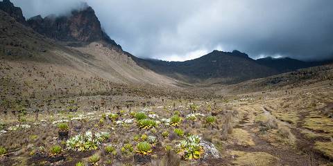 4-Day Mt Kenya Climbing via Sirimon -Descending Sirimon