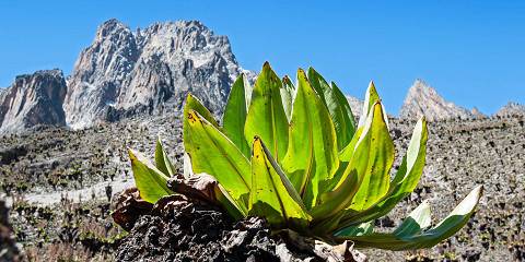 3-Day Mt Kenya Sirimon Route – One Way