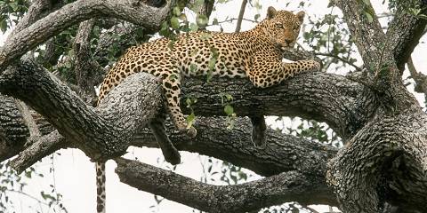 8-Day All-Inclusive Uganda Flying Safari