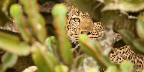 9-Day Unforgettable Gorilla and Wildlife Luxury Safari