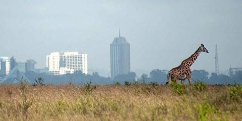 1-Day Nairobi Park Elephant Orphanage and Giraffe Center
