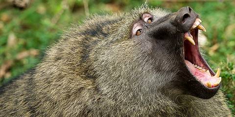 5-Day Masai Mara-Nakuru-Naivasha-Joining Group Budget