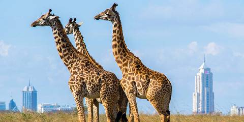 12-Day Classic Kenya Safari from City to Savannah