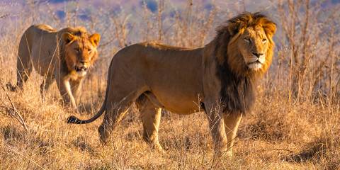 5-Day Sabi Sands + Kruger Park Combo Safari