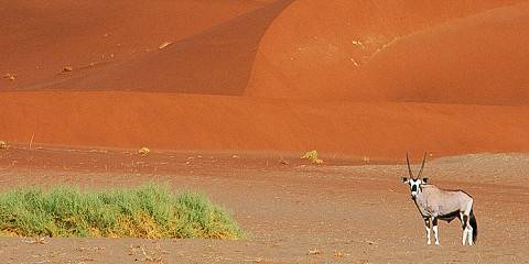 6-Day Namibia - Wildlife, Dunes and Sea