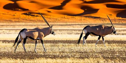 5-Day Superior Sossusvlei & Swakopmund from Windhoek