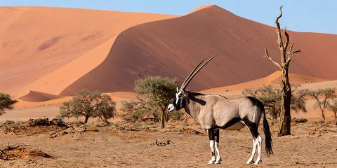 4-Day Sossusvlei Desert Experience