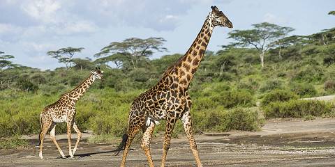 3-Day Best Tarangire, Ngorongoro & Manyara Trip