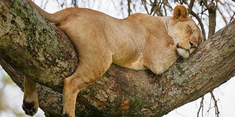 3-Day Luxury Safari from Zanzibar (with Walking Safari)