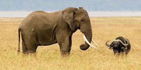 6-Day Mid-Luxury Private Wildlife Safari & Walking Tour