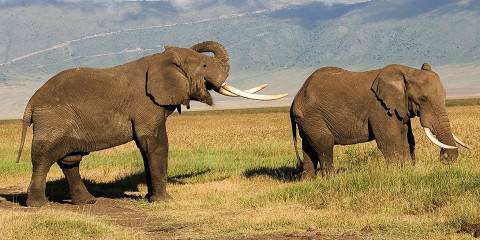 9-Day Serengeti Migration Ride