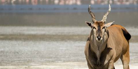 5-Day Tarangire, Ngorongoro & Manyara Perfect Trip