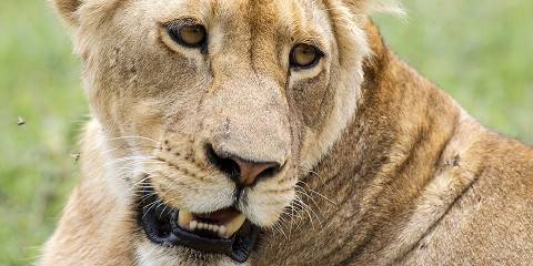 10-Day Best Mid-Range Safari & Beach Tour