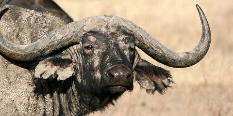 4-Day Mid-Range Safari Tarangire Ngorongoro&Serengeti NP