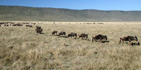6-Day Lake Manyara Ngorongoro Crater and Serengeti Tour