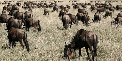 6-Day Season for the Calving of Wildebeest in Ndutu Area