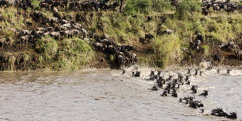 6-Day Private Mara River Grossing Migration in Serengeti