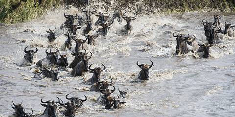 8-Day Serengeti Wildebeest Migration Camping Safari