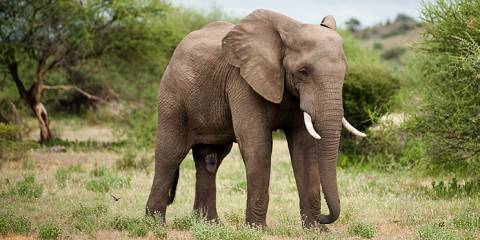 3-Day Okavango Delta & Boteti River Tented Safari