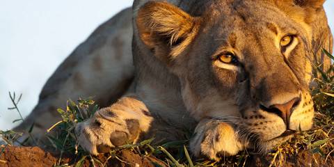 7-Day Botswana and Victoria Falls Luxury Tour