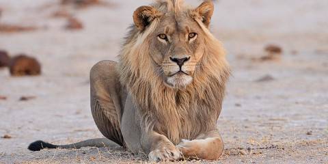 3-Day Moremi Game Reserve Wild Camping