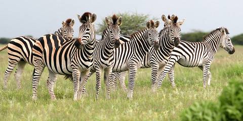 5-Day Nature Have Got No Limit