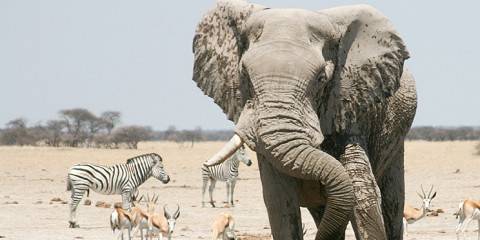 15-Day Experience Africa