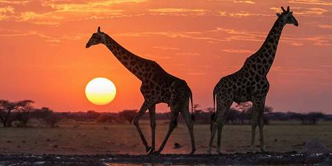 6-Day Private Camping Safari- Moremi+Khwai