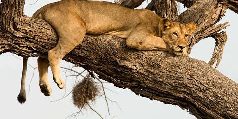 12-Day Honeymoon Mid-Range Safari and Beach Holiday