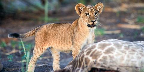 5-Day Mid Range Safari to Serengeti National Park