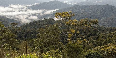 3-Day Chimpanzee Trekking, Canopy & Lake Kivu Adventure