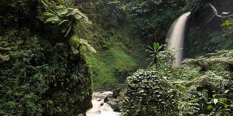 3-Day Chimpanzee Trekking in Nyungwe National Park