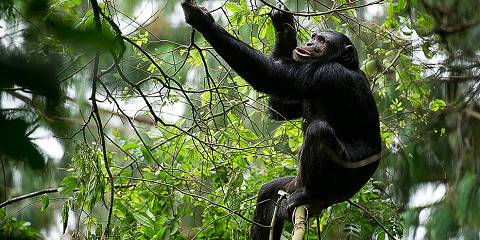3-Day Chimpanzee Trekking & Canopy Walk in Nyungwe Park