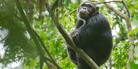 6-Day Rwanda Chimpanzee and Golden Monkey Trekking
