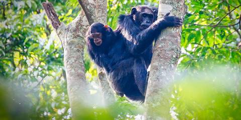 5-Day Rwanda Chimps , Colobus Monkeys & Canopy Walk Tour