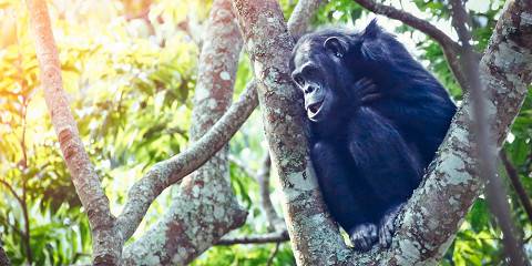 6-Day Rwanda Chimpanzee Trekking and Wildlife Safari