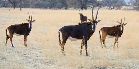 ½-Day Windhoek Safari & City Tour with Lunch
