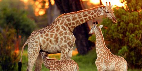 1-Day Elephant Trail - Moremi