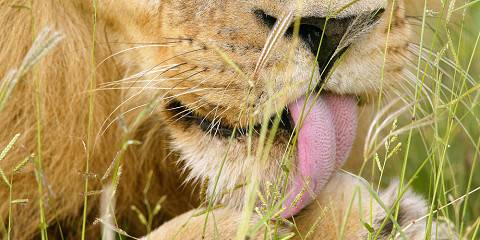 6-Day Lion Trail - Botswana