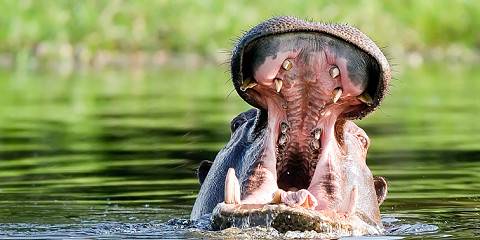 5-Day Okavango Delta Moremi Excursion