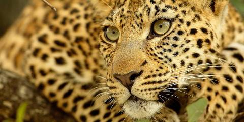 21-Day Cape to Victoria Falls Camping Safari