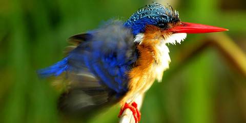 4-Day Moremi & Khwai Bush Excursion