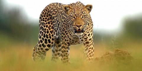 9-Day Okavango Delta & Victoria Falls Bespoke Tour