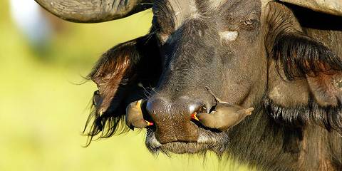 11-Day Namibia Big 5 Wildlife Safari Tour (Lodging)