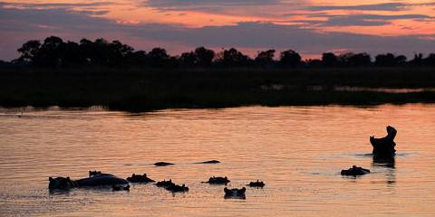 3-Day Best of Moremi Game Reserve