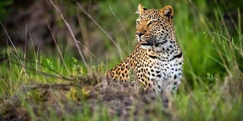 3-Day Khwai Concession & Lodge